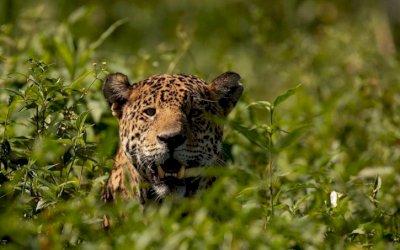 Fotógrafo da vida selvagem fica de frente com onça-pintada no Pantanal de MS: 'Foram 6 anos por esse encontro'