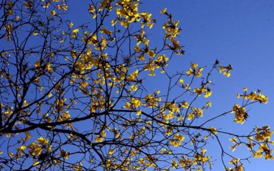 Setembro terá tempo seco e calorão; chuva deve chegar junto com a primavera
