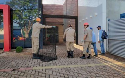 Capivara é resgatada 'dando uma volta' na região central de Dourados