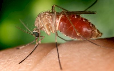 Por que os pernilongos ‘atacam’ no calor e outras dúvidas sobre os mosquitos