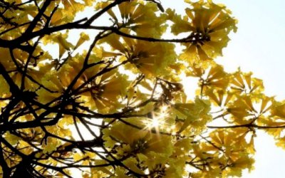 Sol aparece e temperaturas sobem em grande parte do Estado