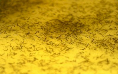 Com 1,5 milhão de mosquito com Wolbachia soltos, MS entra em nova fase no combate à Dengue