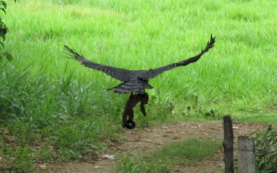 Harpia, maior águia do país é flagrada caçando macaco em atrativo de Bodoquena MS