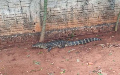 Jacaré é flagrado 'passeando' nas ruas de Aquidauana