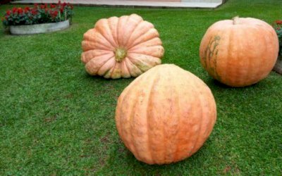 Agricultores do RS colhem abóboras gigantes de até 98 kg: ‘Nem fizemos manejo’