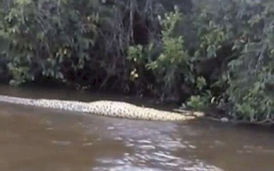 Sucuri de 6 metros é flagrada boiando em rio após engolir presa em MS