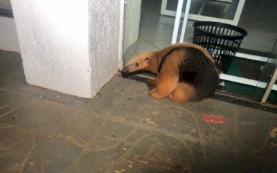 Em Nova Alvorada do Sul, Tamanduá-mirim é resgatado no centro da cidade