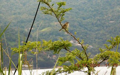 Mais de 25 mil espécies da flora só existem no Brasil, mostra estudo