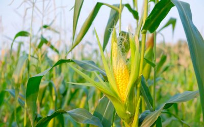 ‘Governo não tem mais crédito para impulsionar crescimento da agricultura’
