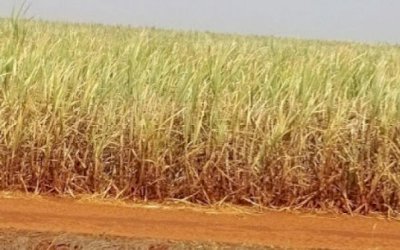 Seca histórica golpeia nova safra de cana do centro-sul