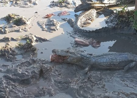 PMA, biólogos e médicos veterinários do GRETAP-MS montam operação e levam 300 kg de proteína animal aos jacarés que sofrem com estiagem e escassez de alimento no Pantanal