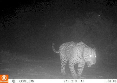 Câmeras flagram onça-pintada monitorada circulando na região da Serra do Amolar