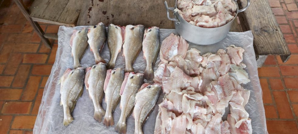 PMA autua dona de pousada em R$ 1 mil por responsabilidade em pesca ilegal em período de piracema e apreende 20 kg de pescado