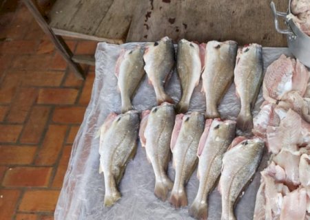 PMA autua dona de pousada em R$ 1 mil por responsabilidade em pesca ilegal em período de piracema e apreende 20 kg de pescado