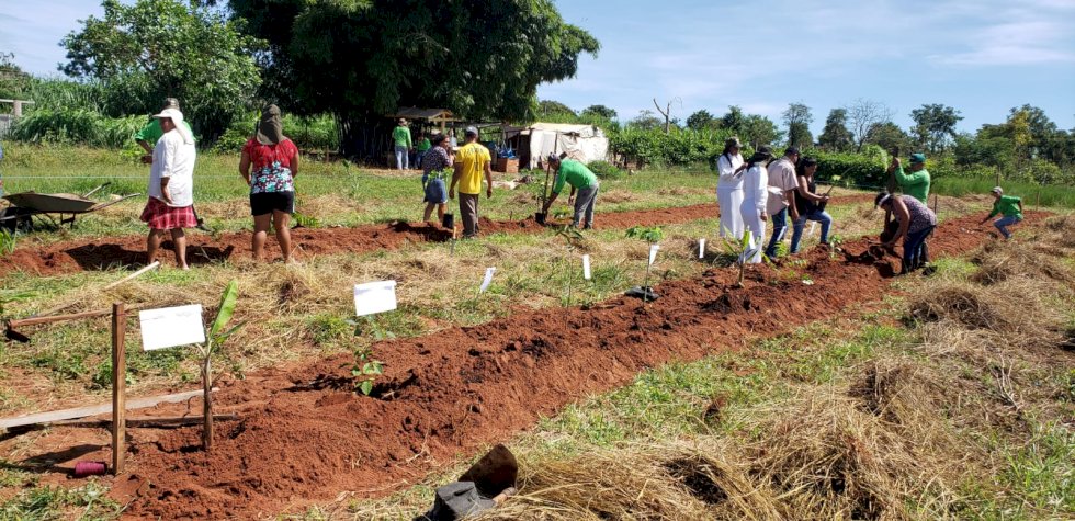 Com apoio da Suzano, 87 famílias de Ribas do Rio Pardo (MS) implementam Sistema Agroflorestal.