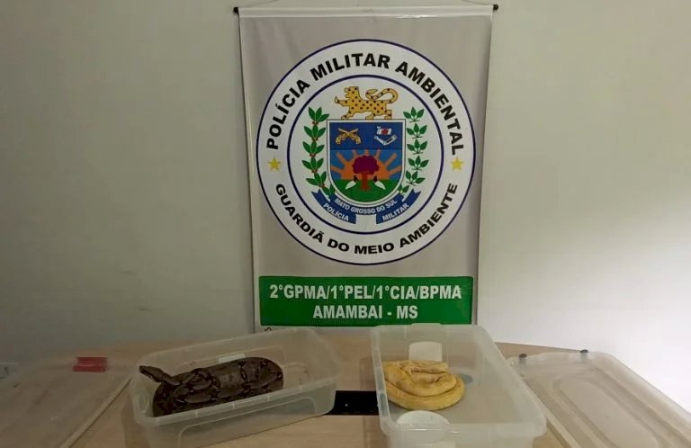 PMA autua dono de circo em R$ 47 mil por uso de animais como atrativos e apreende duas serpentes das espécies jiboia e píton ilegais.