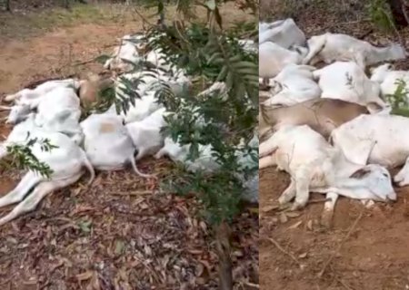 FRIO CASTIGA E MATA MAIS DE MIL CABEÇAS DE GADO EM FAZENDAS DE MATO GROSSO DO SUL