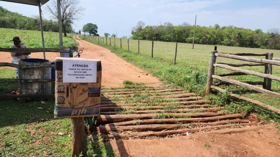 Ministério da Agricultura confirma 1º foco de gripe aviária em criação de aves domésticas em MS
