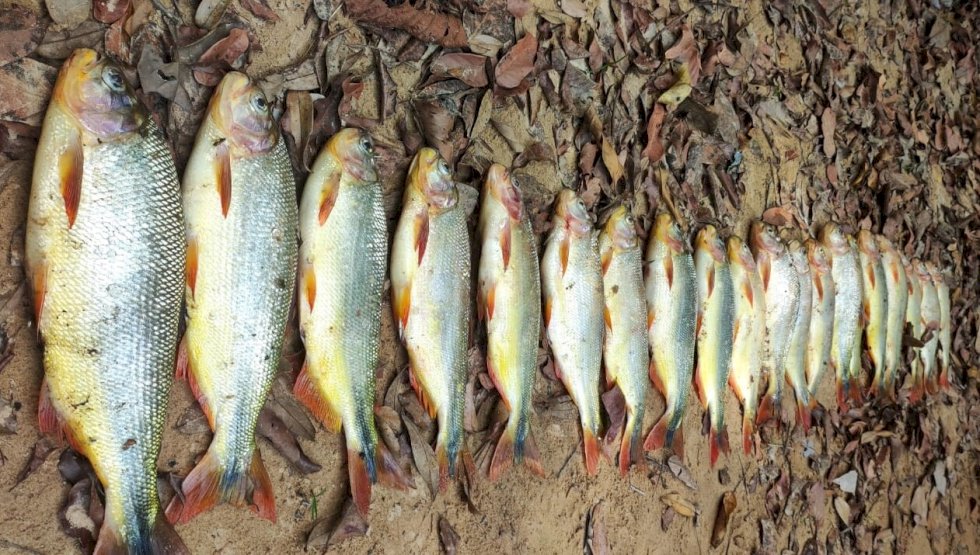 Polícia localiza e autua infrator que divulgou fotos de pesca predatória nas redes sociais