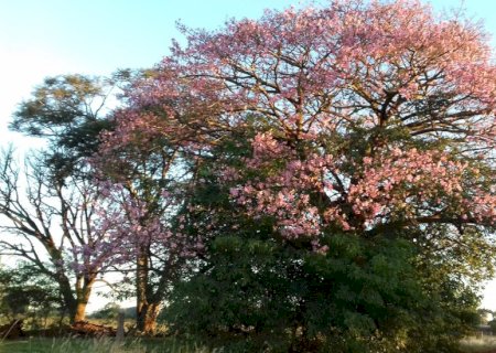 Primavera começa às 3h50 deste sábado.