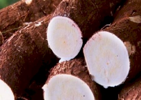 MS bate recorde na produção de mandioca e lidera exportação de fécula no País