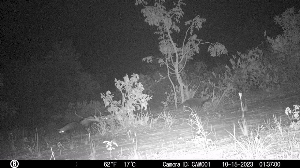 Suzano faz registro raro de grupo de cachorros-vinagre em área florestal de Mato Grosso do Sul