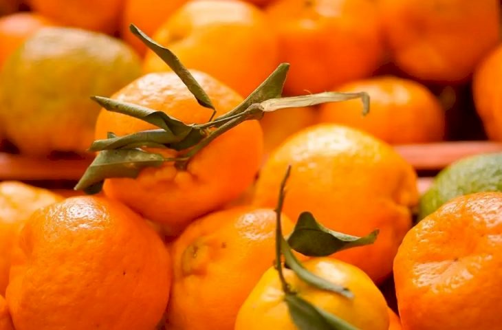 Doença greening: Iagro alerta sobre riscos na compra de mudas irregulares em MS