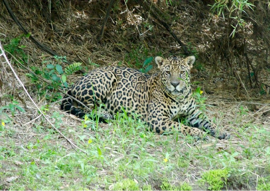 Expedição Onça Pintada (Um novo roteiro de aventura) na Rota dos Pioneiros