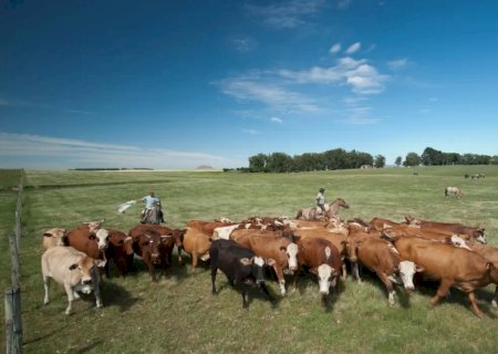 Embrapa propõe políticas para reaproveitamento de pastagens degradadas