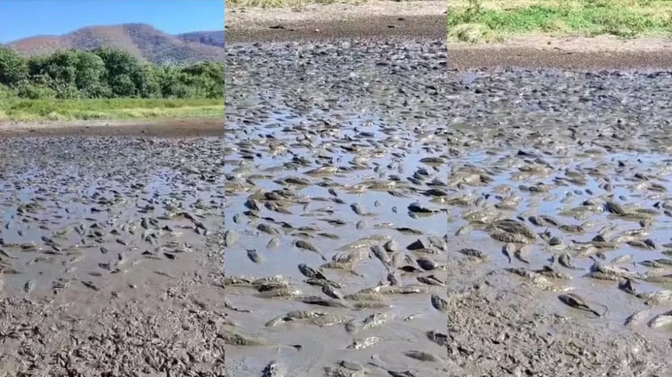 Centenas de peixes agonizam em meio à seca em baía inundável no Pantanal de MS