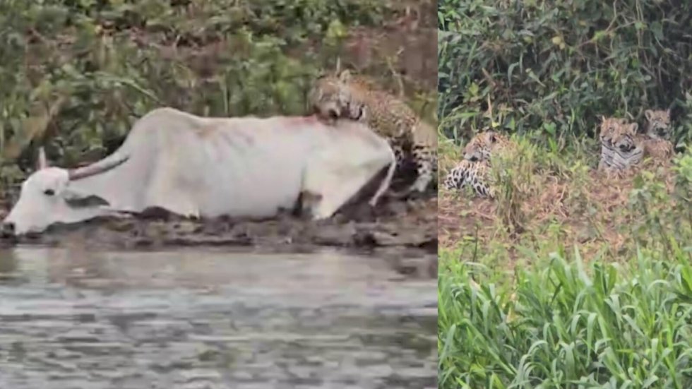 Vaca atola no dia em que onça ensina três filhotes a caçar e vira ‘lanche da tarde’