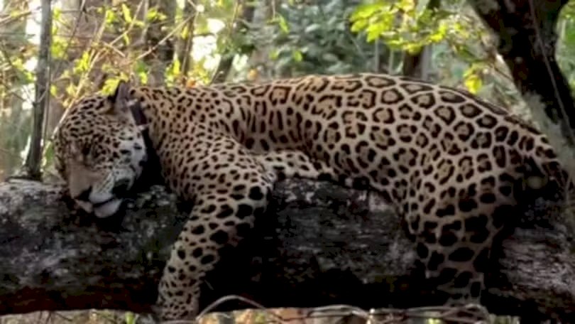Onça-pintada dorme em galho de árvore após fugir de queixadas no Pantanal