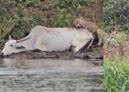 Vaca atola no dia em que onça ensina três filhotes a caçar e vira ‘lanche da tarde’