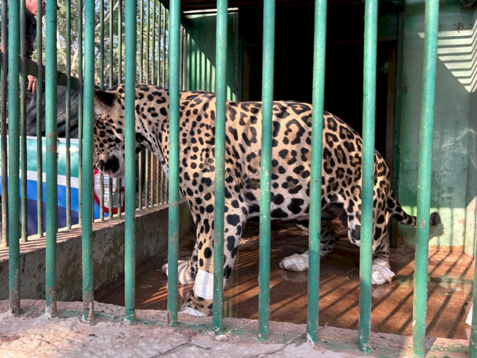 Ação conjunta da Polícia Militar Ambiental, Imasul, IBAMA e Gretap resgata onça-pintada ferida em fazenda do Pantanal
