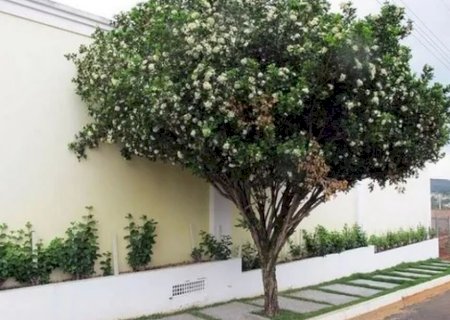 Aprovada proibição do plantio de murta em Mato Grosso do Sul