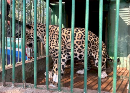 Ação conjunta da Polícia Militar Ambiental, Imasul, IBAMA e Gretap resgata onça-pintada ferida em fazenda do Pantanal