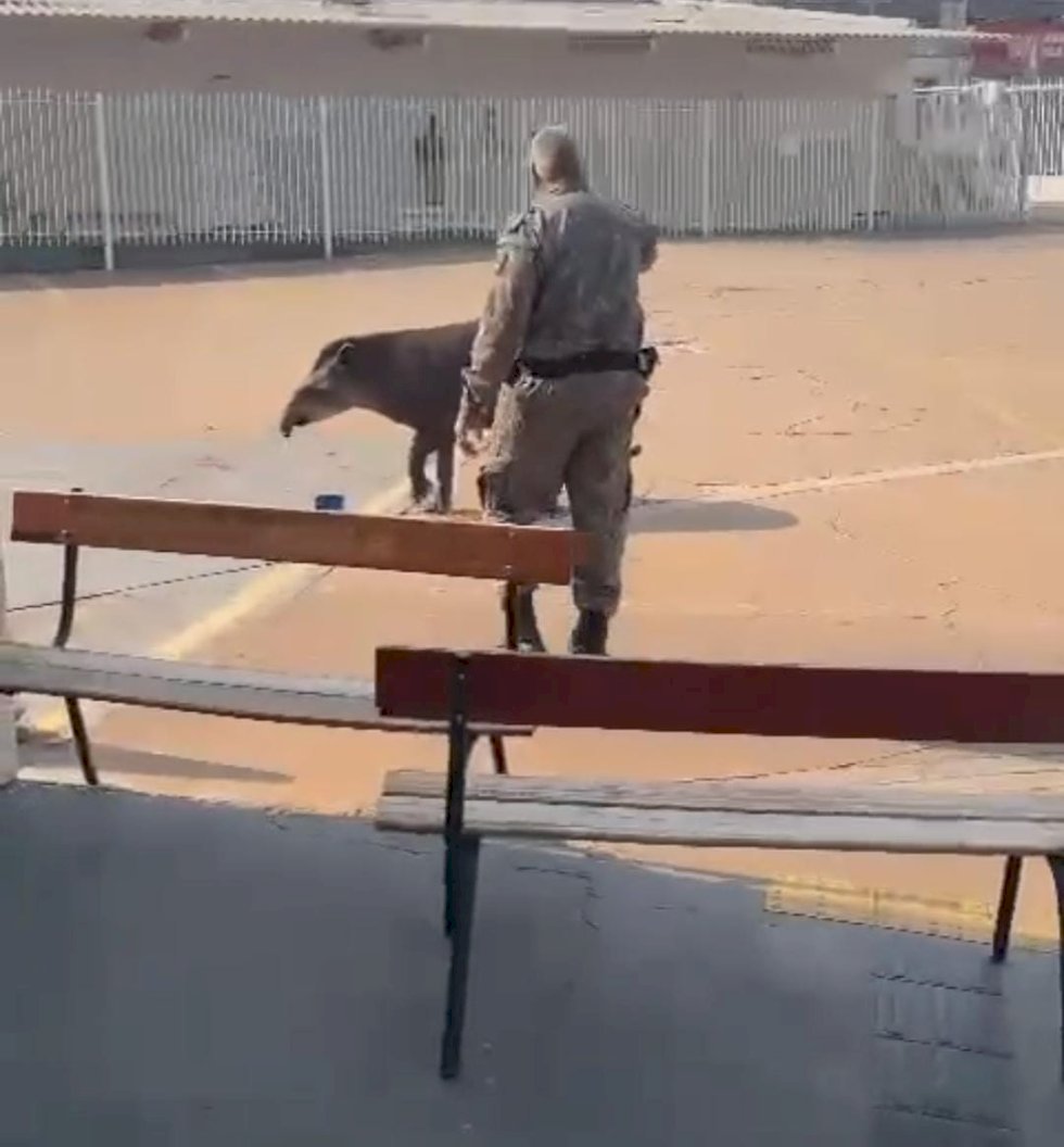 PMA captura anta em escola