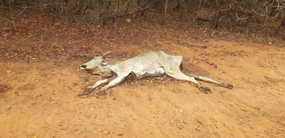 “OPERAÇÃO PADROEIRA: PMA AUTUA PROPRIETÁRIO RURAL POR MAUS-TRATOS A GADO
