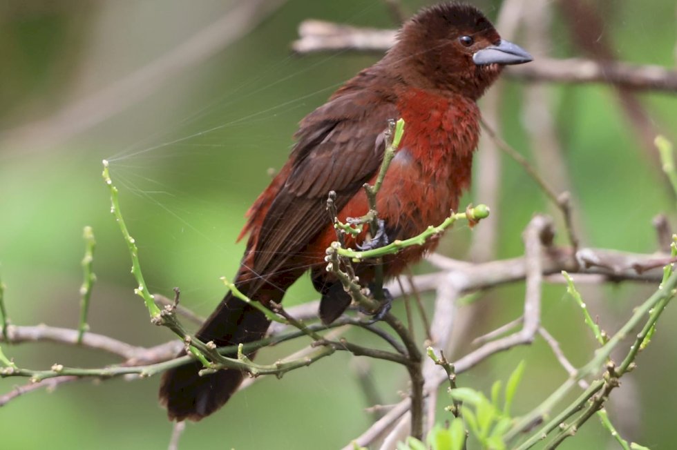 Parque estadual de Mato Grosso do Sul é reconhecido entre os Top 10 do Brasil em observação de aves