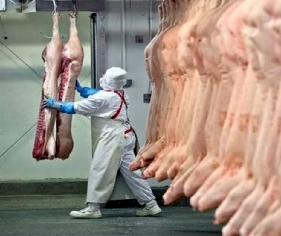 Exportações de carne suína batem recordes