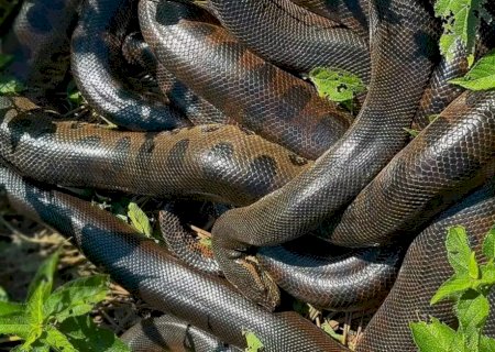 ‘Bolo de sucuris’: turistas registram acasalamento de serpentes em rio de MS
